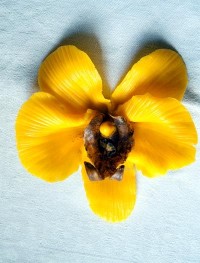 Jedlé dekorace a carving