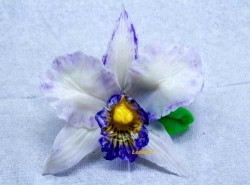 Jedlé dekorace a carving